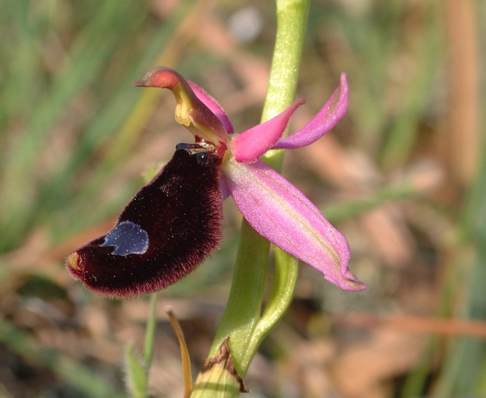 Ophrys bertolonii